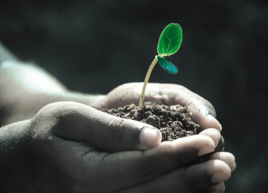 hands, macro, plant-1838658.jpg